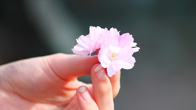 6 bài thuốc dễ kiếm giúp phụ nữ đẹp hơn