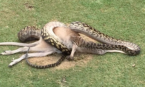 Con trăn nuốt chửng chuột túi trước mắt nhiều người chơi golf. Ảnh: AFP.