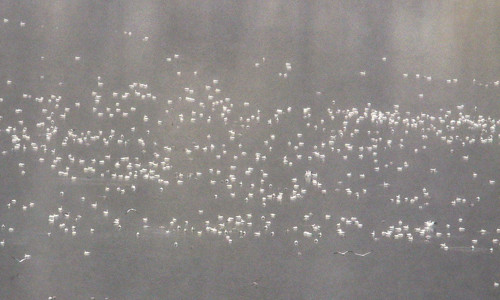 Khoảng 10.000 con ngỗng chết được phát hiện trong hồ ở Butte, Montana. Ảnh: AP.