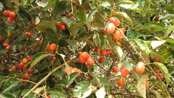 Bài thuốc quý chữa bệnh từ quả nhót 