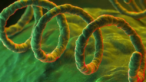 Xoắn khuẩn gây giang mai. Ảnh: News.