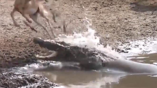 Giây phút linh dương thoát cú đớp “sấm chớp” của cá sấu