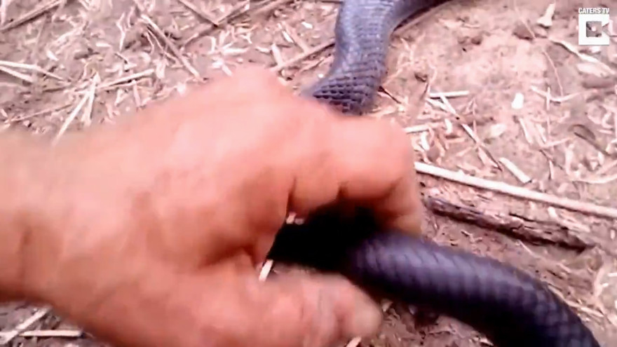 Rắn giả chết khiến chuyên gia động vật cũng phải thán phục
