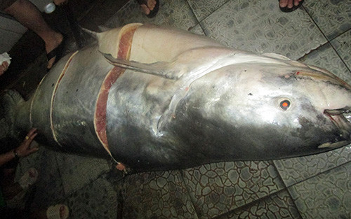 Cá tra dầu 230k g được xẻ thịt trong sáng nay tại một nhà hàng lớn ở TP Long Xuyên. Ảnh: A.X