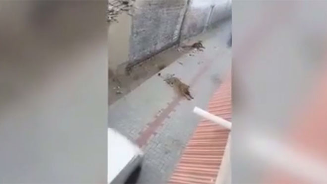 Sư tử xé xác bò khiến dân làng kinh hãi