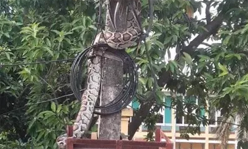 Con trăn khủng nằm vắt vẻo trên cột điện gây xôn xao trên mạng xã hội (Ảnh: MH).