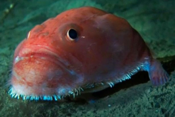 Cá cóc biển đi bộ bằng vây ở vịnh Mexico