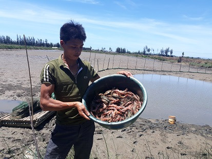 Tôm chết hàng loạt ở Thanh Hóa