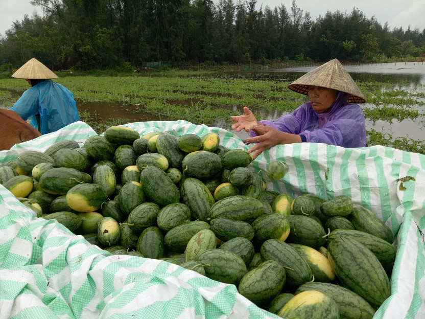 Người dân đi vớt dưa ngập nước ở xã Quảng Nham, huyện Quảng Xương, Thanh Hóa