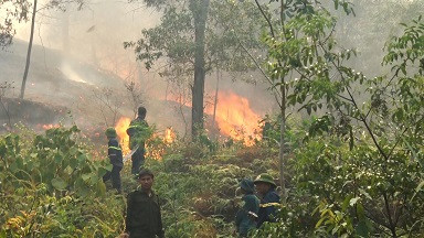 Gần 10 ha rừng thông của người dân Thanh Hóa bị thiêu rụi