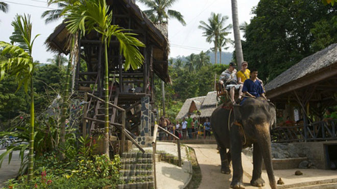 Voi bị bạo hành quật chết du khách ở Thái Lan
