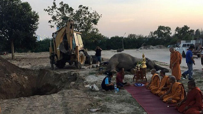 Suriya - ông chủ của Samruai, đã làm lễ tang và mời bốn vị sư tới cầu nguyện cho voi xấu số.