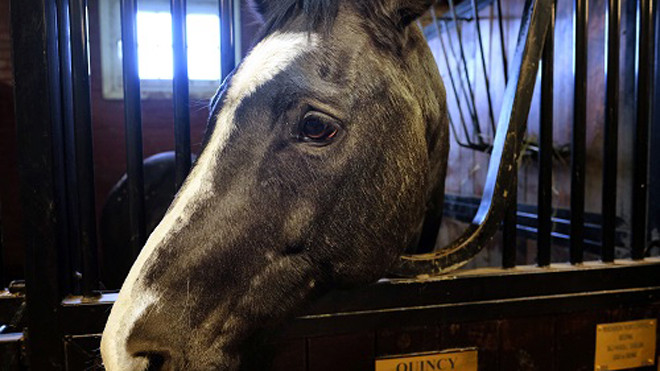 Quincy mắc bệnh đau xương ghe ở chân khiến chú đi khập khiễng. Ảnh: Washington Post