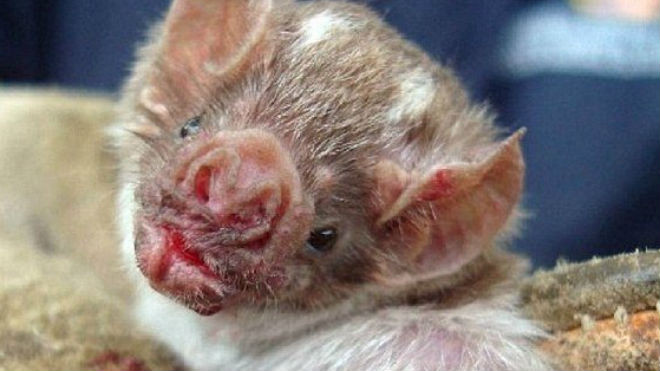 Dơi "ma cà rồng" hút máu làm lây lan bệnh dại, khiến 12 trẻ em tử vong ở Peru.