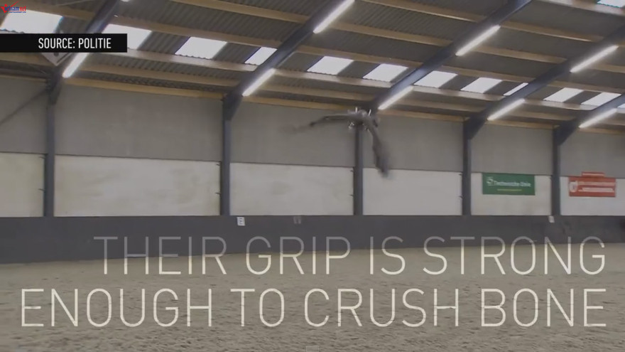 Hà Lan huấn luyện đại bàng để “diệt” flycam