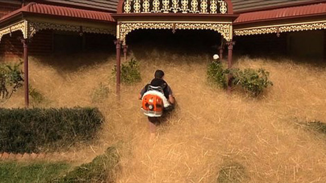 Cỏ lăn tràn ngập nhà dân ở thị trấn Wangaratta, Úc (Ảnh: AFP) 