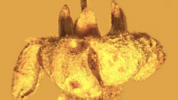 Những bông hoa hóa thạch được bảo quản tốt.