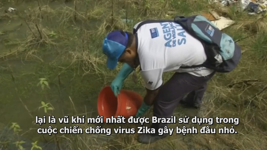 Brazil thả cá nước ngọt ngăn chặn virus Zika gây teo não