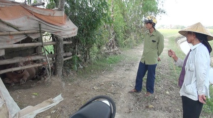 Đàn trâu 'điên' lạc vào khu dân cư, húc 15 người bị thương