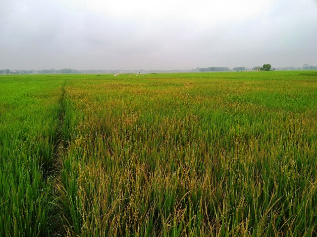 Khởi tố vụ dùng thuốc diệt cỏ phá hơn 3 sào lúa