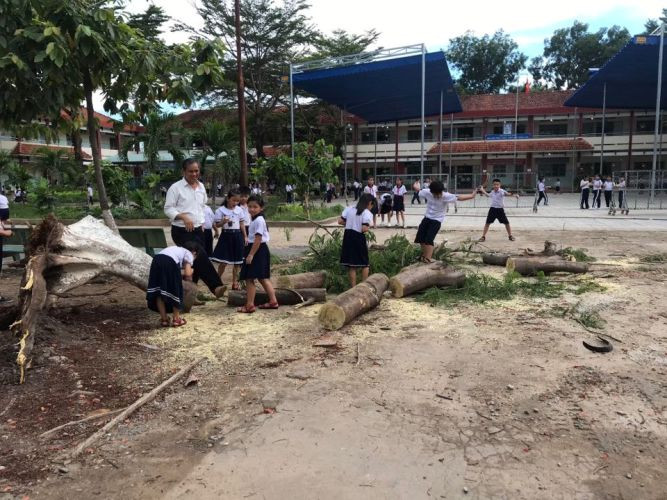 Thêm cây phượng bất ngờ bật gốc, trường tiểu học hú vía