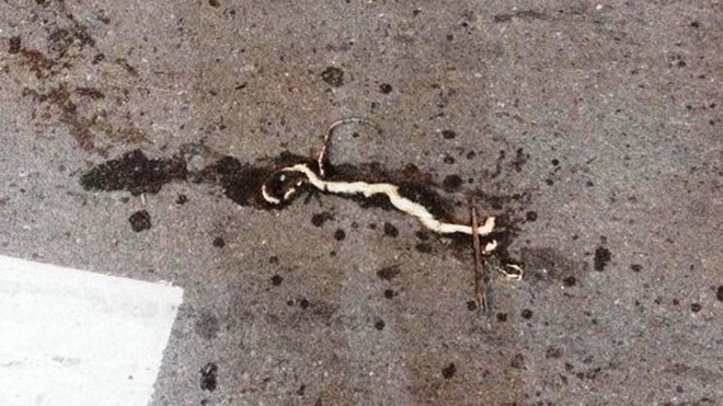 Rắn lục đuôi đỏ xuất hiện ở trung tâm TP HCM khiến nhiều người lo ngại. Ảnh: Lê Phong