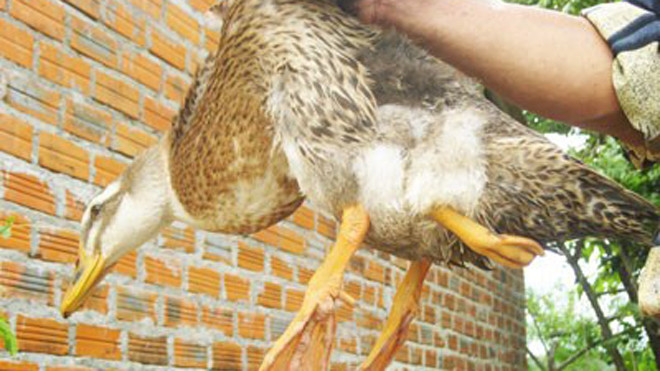 Xôn xao vịt 3 chân ở Khánh Hòa