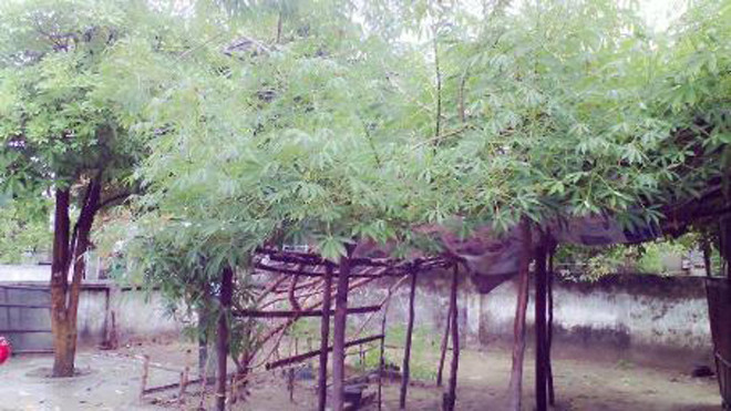 Cây sắn “lạ” có tán rộng hơn 10m