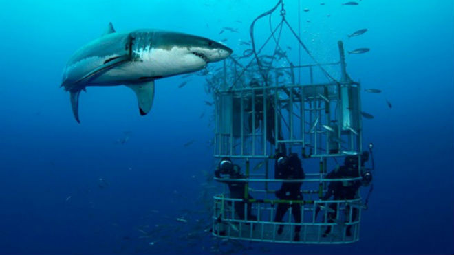 Trải nghiệm cảm giác đối đầu 'sát thủ đại dương'