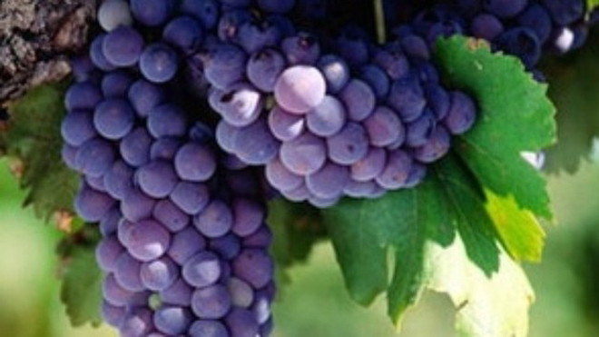 Công dụng chữa bệnh tuyệt vời của quả nho