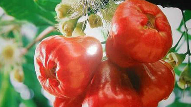 Mận có nhiều tác dụng tốt cho sức khỏe. Ảnh: 2day.