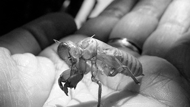 Xác ve sầu (thuyền thoái). 