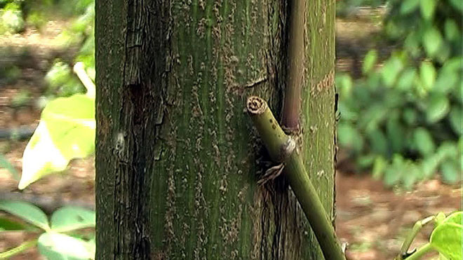 Một trụ tiêu của người dân bị kẻ gian cắt trộm