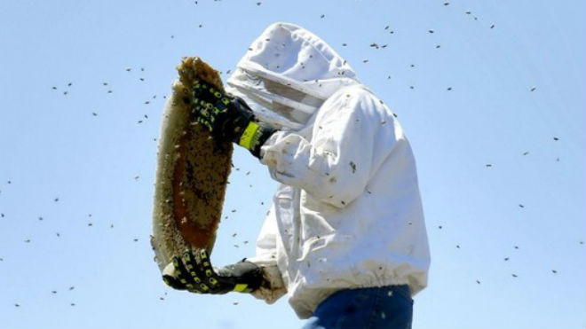 Một chuyên gia về ong đang bắt ong trong ống khói ở TP Phoenix. Ảnh: AP