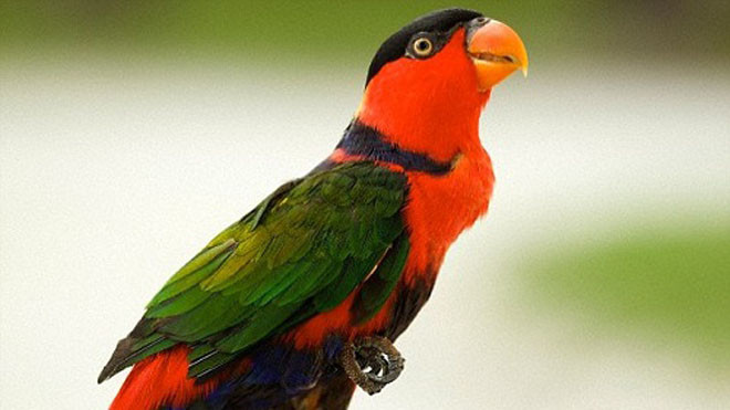 Người đàn ông đã lây bệnh cúm từ con vẹt nuôi trong nhà. Ảnh: Health.