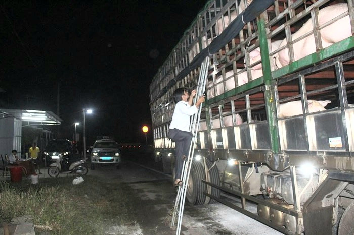 Chốt kiểm dịch động vật tạm thời trên QL1 phía Bắc tỉnh Quảng Trị, giáp giới với tỉnh Quảng Bình. Ảnh: TN