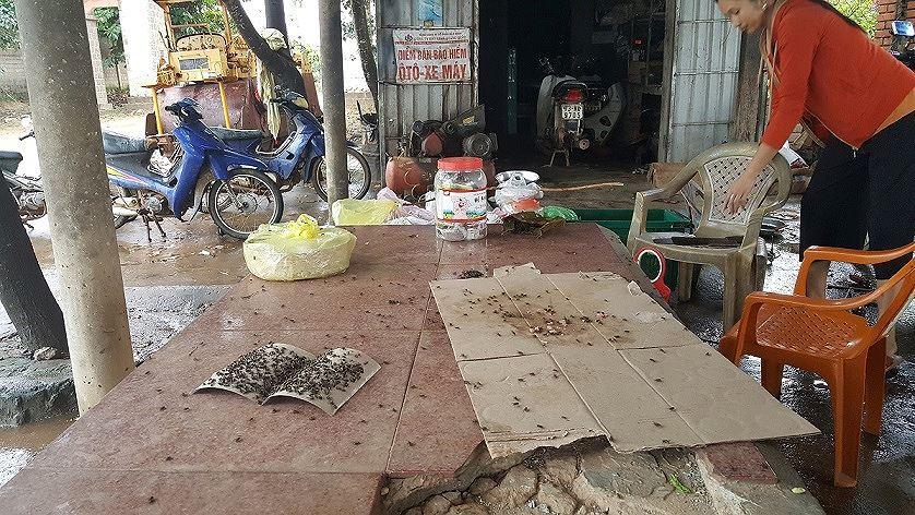 Ruồi, nhặng bâu kín các đồ vật trong nhà làm cuộc sống của hàng trăm hộ dân bị đảo lộn