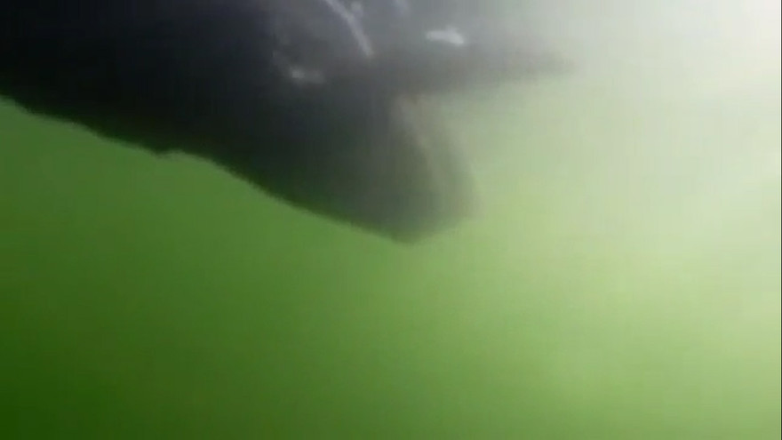 Mỹ khoe robot gián điệp hình cá ngừ