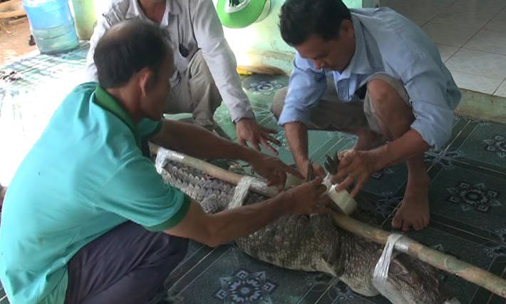 Con cá sấu được người dân bắt sống giao cho cơ quan chức năng. 