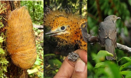 Khi cuộn mình, chim non ngụy trang thành một con sâu bướm độc để trốn kẻ thù. Bức ảnh bên phải cùng chụp chim Laniocera hypopyrra lúc trưởng thành. Ảnh: Nature World News