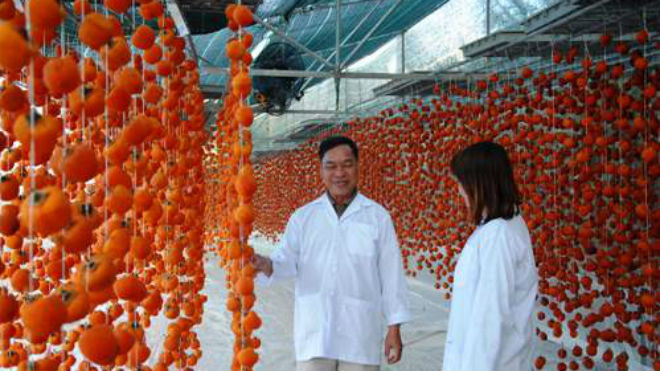 Hồng sấy khô theo công nghệ Nhật Bản tại gia đình ông Trần Phú Lộc. Ảnh: Quốc Dũng.