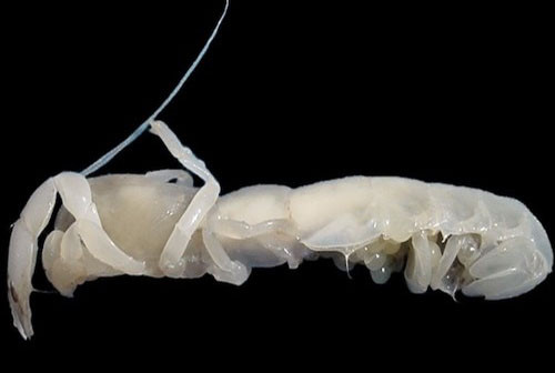 Cận cảnh những sinh vật kỳ lạ bậc nhất dưới đáy đại dương