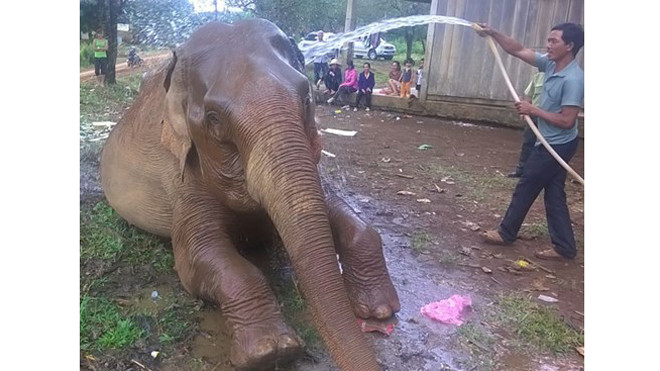 Một trong 4 con voi rừng được Chi cục Kiểm lâm Bình Phước mua lại