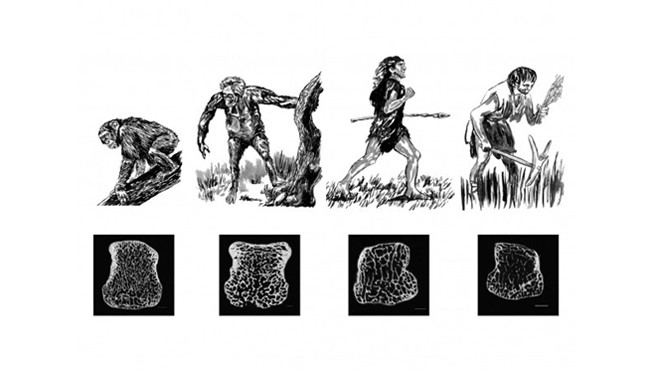 Sự thay đổi xương xốp trên xương tay của tinh tinh, vượn người nguyên thủy Australopithecus africanus, người Neanderthal, người hiện đại (theo thứ tự từ trái sáng phải). Ảnh: AMNH/J. Steffey and Brian Richmond 