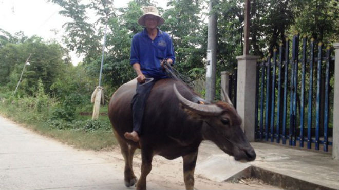 Tin đồn khiến nhiều người bán trâu, gây hoang mang dư luận