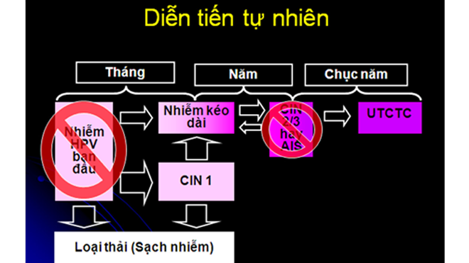 HPV tấn công tế bào biểu mô lát tầng, chiếm toàn bộ biểu mô lát tầng, sau đó tấn công qua lớp màng đáy dẫn đến ung thư giai đoạn xâm lấn. 