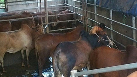 Những con bò bị bơm nước tại lò mổ Danh. Ảnh: VĂN VŨ