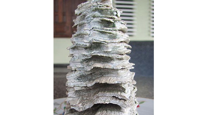 Vật thể lạ nghi “hàm răng voi ma mút”.