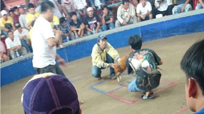 Hai con bạc ôm gà giao đấu tại sới bạc ở Campuchia