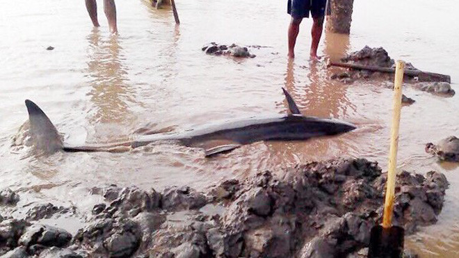 Cá heo khoảng 200 kg mắc cạn. Ảnh: CTV 
